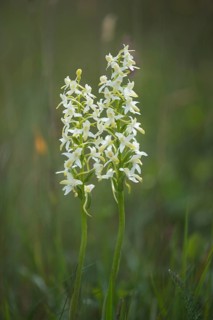 Lesser Butterfly Orchid (Platanthera bifolia)