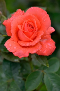 Hybrid tea rose