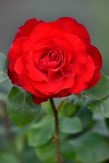 Hybrid tea rose Grande Amore (Rosa)