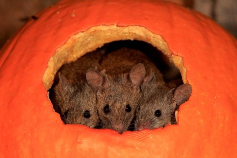 Three House mice (Mus musculus)