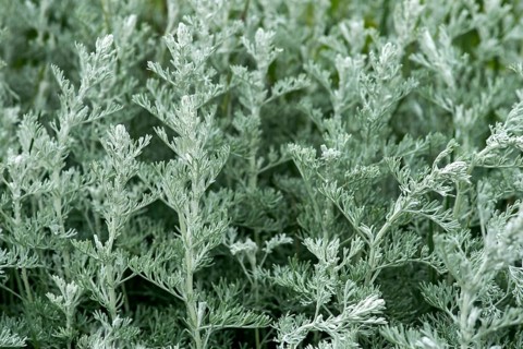 Sea wormwood (Artemisia maritima)