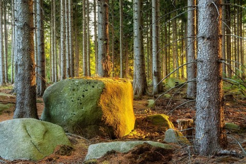 Spruce forest with large boulders in the evening light