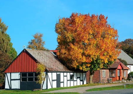 Tree with autumn leaf at an old farmhouse
