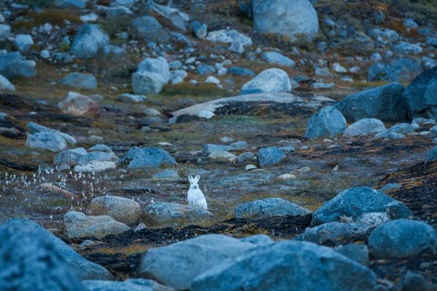 Arctic hare (Lepus arcticus) between large stones