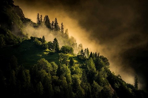 Mountain forest with early morning fog