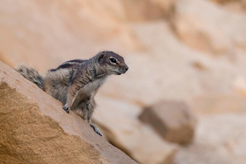 Barbary ground squirrel (Atlantoxerus getulus)