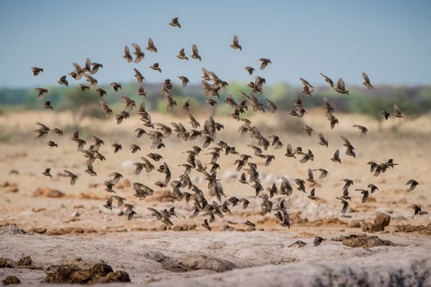 Red-billed quelea (Quelea quelea)