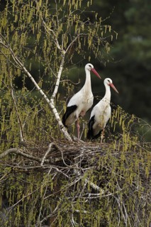 White storks (Ciconia ciconia)