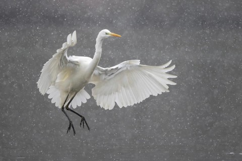 Great egret (Ardea alba)