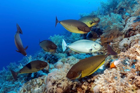 Fish swarm
