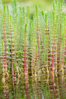 Common mare's tail (Hippuris vulgaris) in water