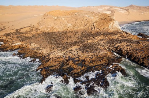 Cape Fur Seal (Arctocephalus pusillus) colony at the coast of the Namib Desert