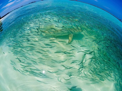 Fish swarm with sardines and hunting Blacktip reef shark (Carcharhinus melanopterus) in shallow water near the shore
