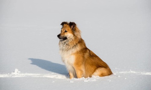 Islanddog (Canis lupus familiaris) sits in the snow