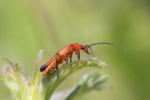 Common red soldier beetle (Rhagonycha fulva)