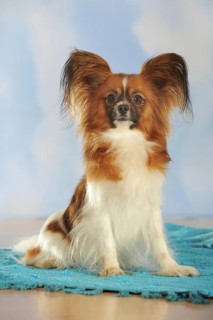 Papillon