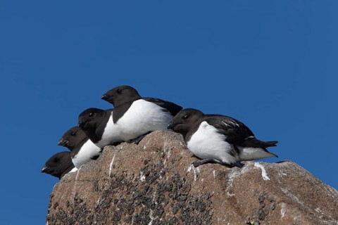 Little auks (Alle alle) on a ledge