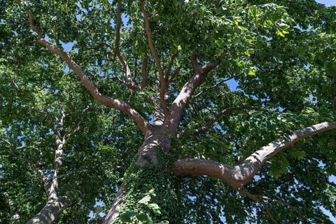 Maple-leaved plane tree (Platanus x hispanica)