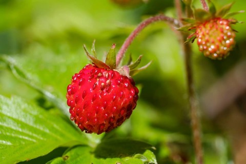 Woodland strawberry (Fragaria vesca)
