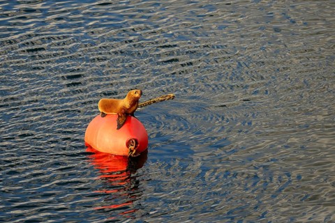 South American sea lion (Otaria flavescens) sits on red buoy in port