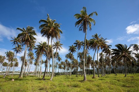 Plantation