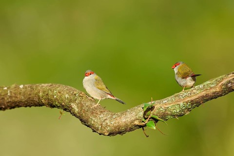 Red-browed finch (Neochmia temporalis) on a branch
