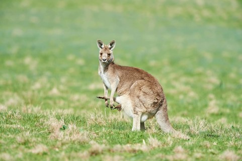 Eastern grey kangaroo (Macropus giganteus) on a meadow