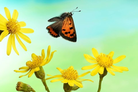 Small copper (Lycaena phlaeas)