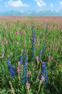 Wildflowers field in front of Tien Shan Mountain Range