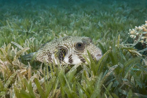 White-spotted puffer (Arothron hispidus) lies on the sea grass