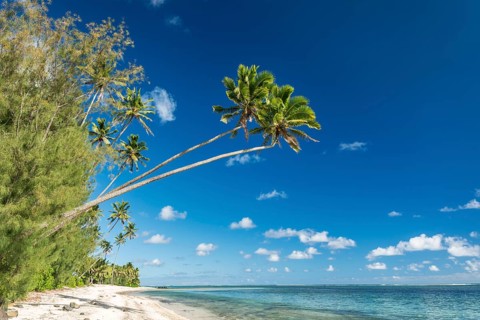 Sandy beach with palm trees and turquoise water