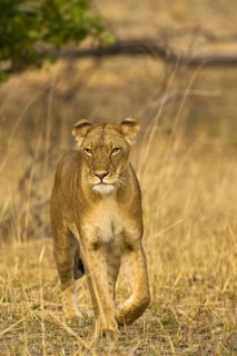 Lion (Panthera leo)