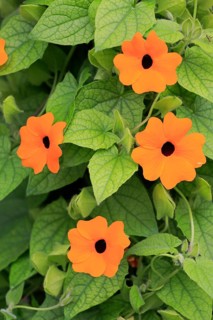 Black-eyed Susan vine (Thunbergia alata)