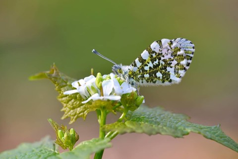 Orange tip (Anthocharis cardamines)