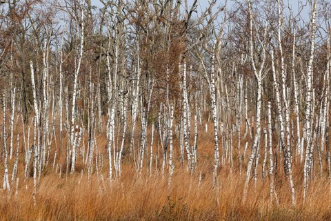 Dead Birches (Betula)