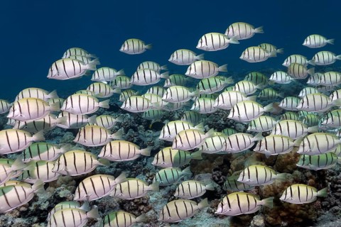 Swarm Convict tangs (Acanthurus triostegus)