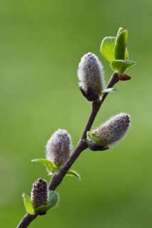 Goat willow (Salix caprea)
