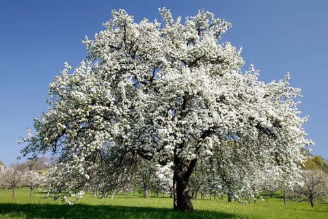 Old pear tree on a meadow orchard