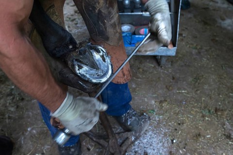Farrier fences horse hoof smooth