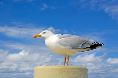 European herring gull (Larus argentatus)