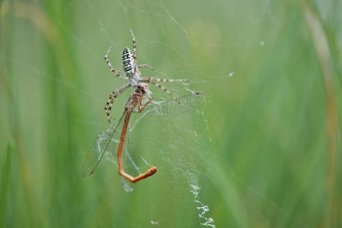 Wasp spider (Argiope bruennichi) with small red damselfly (Ceriagrion tenellum) as prey in spider web