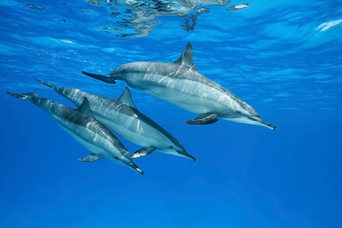 Spinner Dolphins (Stenella longirostris)
