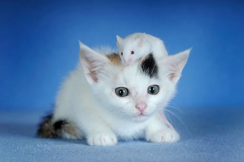 Kitten