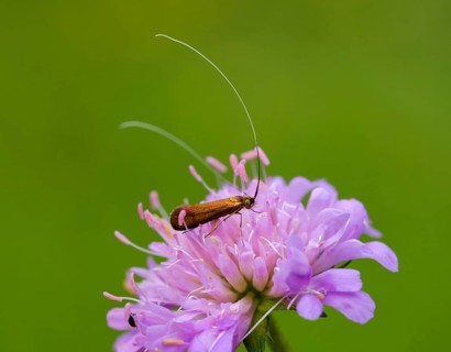 Nemophora metallica (Nemophora metallica)
