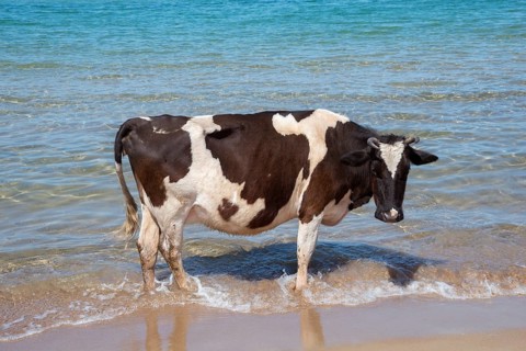 Cow stands in the sea at the beach