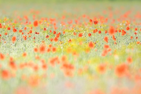 Sand poppy (Papaver argemone)