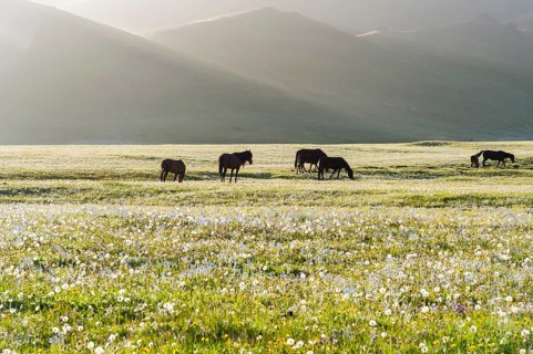 Horses