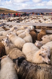 Counting and sorting of Islandic sheep