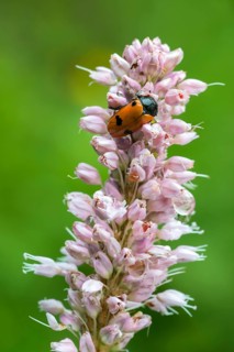 Willow Clytras (Clytra laeviuscula)