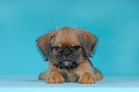 Brussels Griffon